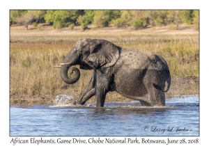 African Elephants