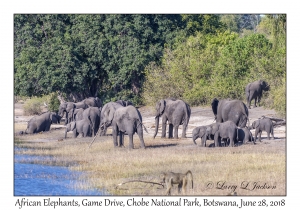 African Elephants