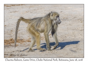 Chacma Baboon