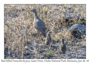 Red-billed Francolins