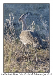 Kori Bustard