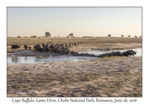 Cape Buffalo