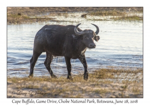 Cape Buffalo