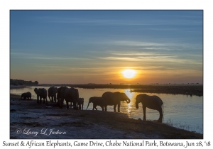 Sunset & African Elephants