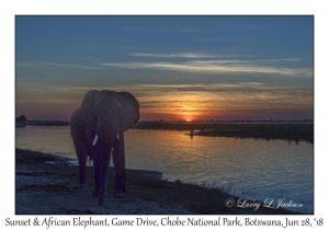 Sunset & African Elephant