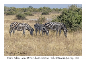 Plains Zebra