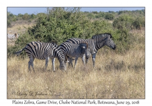 Plains Zebra