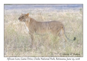 African Lion, female