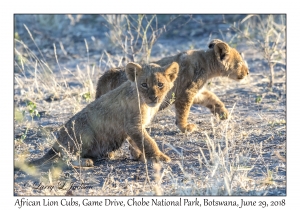 African Lion cubs