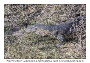 Water Monitor