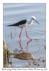 Black-winged Stilt