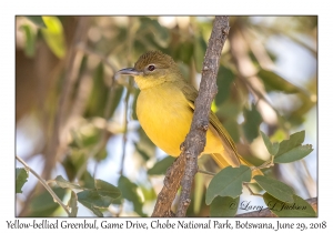 Yellow-bellied Greenbul