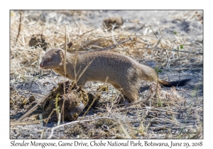 Slender Mongoose