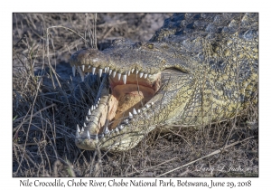 Nile Crocodile