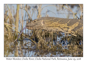 Water Monitor