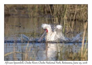 African Spoonbill