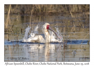 African Spoonbill