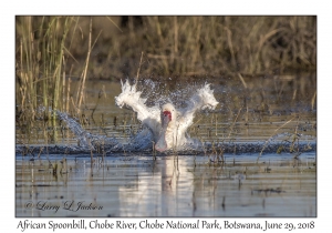 African Spoonbill