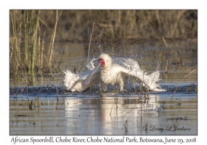 African Spoonbill