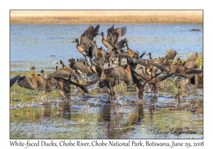 White-faced Ducks