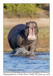 Hippopotamus