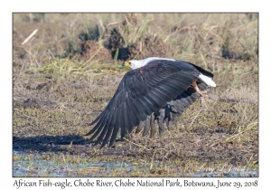 African Fish-eagle