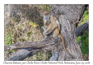 Chacma Baboon, juvenile