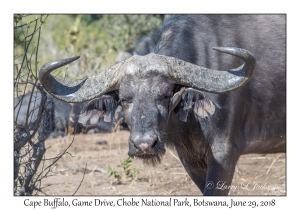 Cape Buffalo