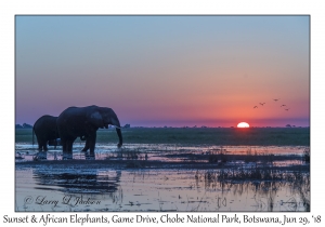 Sunset & African Elephants