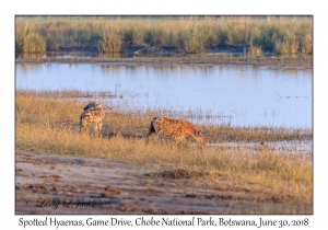 Spotted Hyaenas, Sunrise