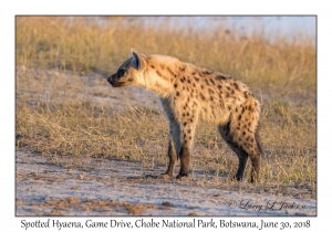 Spotted Hyaena, Sunrise