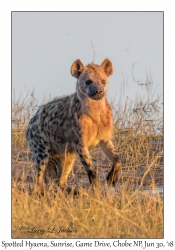 Spotted Hyaena, Sunrise