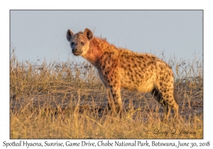 Spotted Hyaena, Sunrise