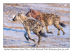 Spotted Hyaenas, Sunrise