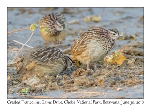 Crested Francolins