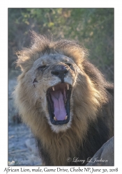 African Lion, male