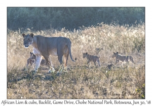 African Lion, female & cubs