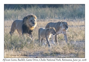 African Lions