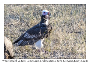 White-headed Vulture