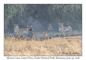 African Lions