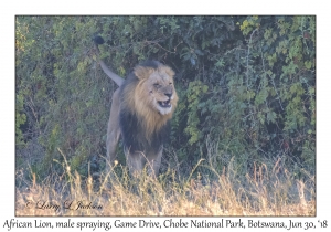 African Lion, male