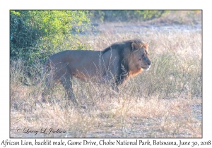 African Lion, male