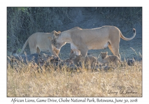 African Lions