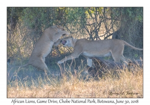 African Lions