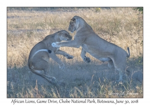 African Lions