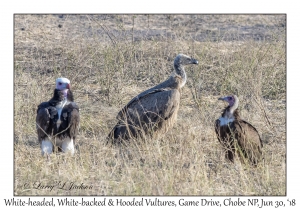 White-headed, White-backed & Hooded Vultures