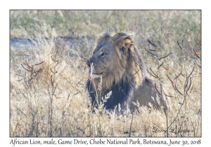 African Lion, male