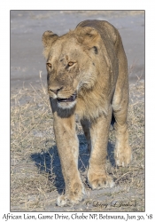 African Lion, male