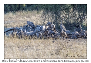 White-backed Vultures