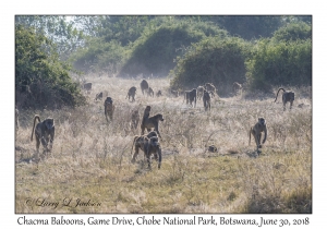 Chacma Baboons